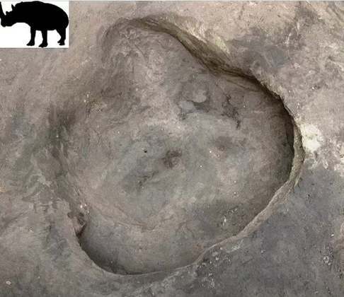 Marcas deixadas pelo rinoceronte Stephanorhinus hemitoechus também foram descobertas no local e se tornaram as primeiras pegadas da espécie encontradas na Europa, de acordo com Altamura.