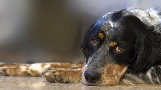 O que são doenças gastrointestinais e quais os sintomas nos pets (Março Azul Marinho Pet — parte II)
