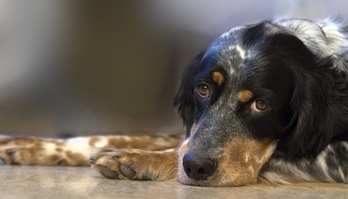 O que são doenças gastrointestinais e quais os sintomas nos pets (Março Azul Marinho Pet — parte II)