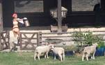 As ovelhas também costumam dar um baile no elenco de A Fazenda 13. Marina Ferrari se distraiu para abrir a cerca e as 