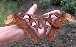 Esta é a mariposa Atlas (Atlas Attacus), que não chama atenção apenas por essas cores vivas e pelo tamanho gigantesco das asas, mas por uma estranha capacidade de fingir ser uma dupla de cobras