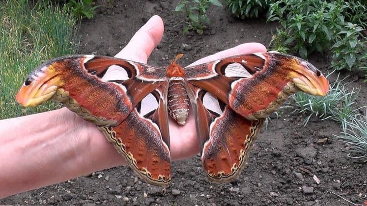 Esta é a mariposa Atlas (Atlas Attacus), que não chama atenção apenas por essas cores vivas e pelo tamanho gigantesco das asas, mas por uma estranha capacidade de fingir ser uma dupla de cobras