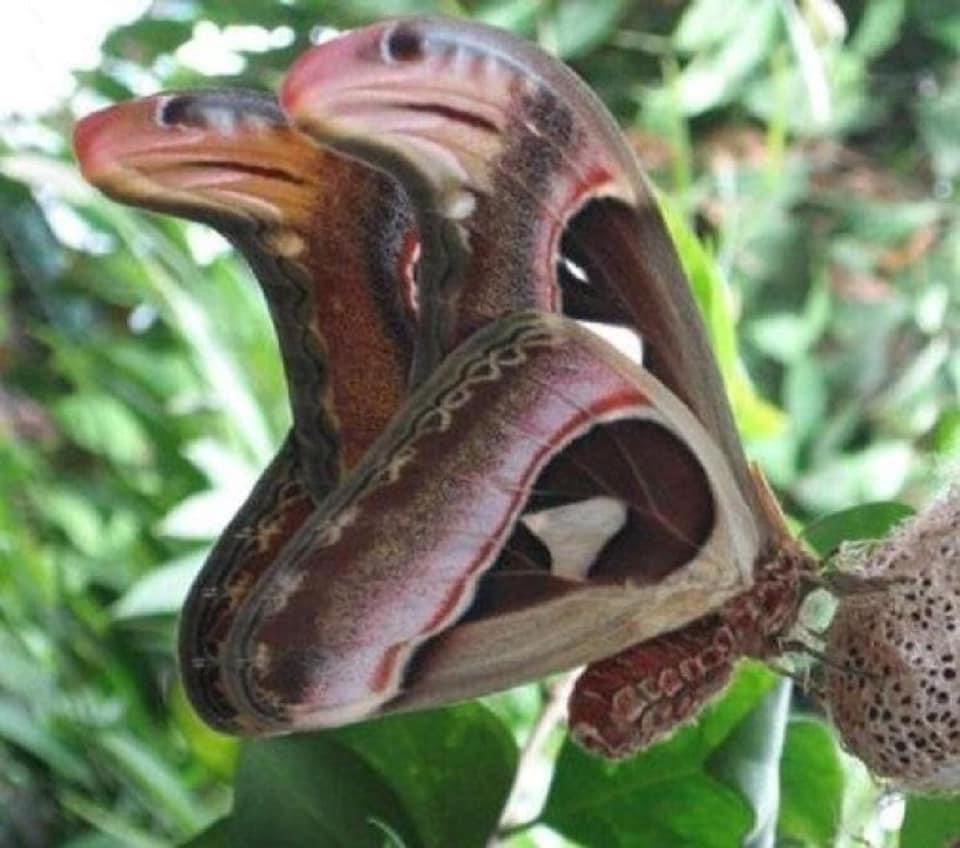 Nem borboleta, nem cobra