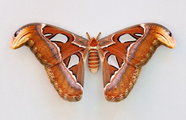 Apesar do tamanho, beleza e porte, tais mariposas (como a maioria das espécies de mariposa, é importante ressaltar) vivem apenas uma ou duas semanas