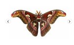 A Atlas é a terceira maior representante da ordem Lepidoptera, que engloba borboletas e mariposas. A envergadura dela chega a 24 cmLEIA MAIS: Vídeo: elefante estraçalha crocodilo que tentou comer seu filhote