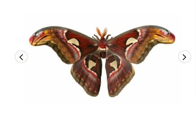 A Atlas é a terceira maior representante da ordem Lepidoptera, que engloba borboletas e mariposas. A envergadura dela chega a 24 cmLEIA MAIS: Vídeo: elefante estraçalha crocodilo que tentou comer seu filhote