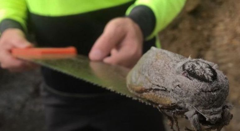 Pra que existem insetos tão GRANDES?