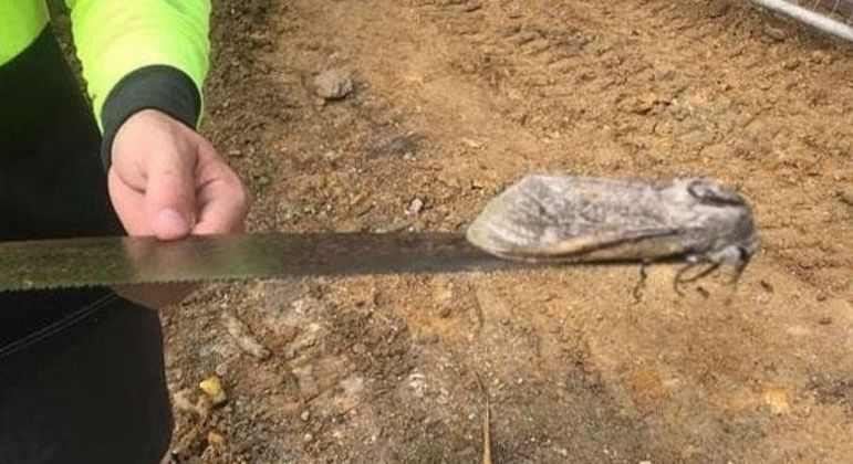 Claramente esse inseto está cansado, felizmente alguém ofereceu uma carona