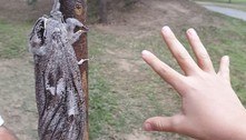 Mariposa maior que punho deixa família chocada durante caminhada 