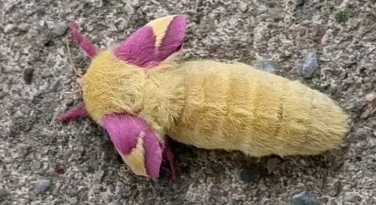 Inseto chamativo na verdade era uma mariposa de cores chamativas