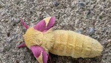 Criatura similar 'a brinquedo' em jardim recebe elogios nas redes sociais: 'Nunca vi nada igual'