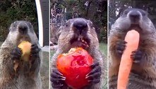 Há quatro anos, marmota devora colheita de fazendeiro e ainda posa para câmera