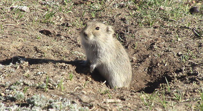 Irmãos contraíram peste bubônica após comerem carne de marmota
