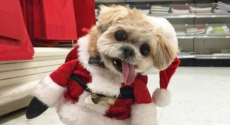 marniethedog
