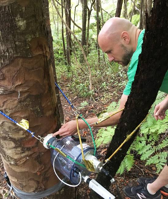 Martin Bader (foto) e Lutzinger mediram o fluxo de água dos kauris vizinhos para o toco