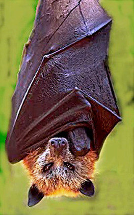 Mas, apesar da aparência aterrorizante, o morcego-dourado-filipino é inofensivo para os seres humanos. Ele só se alimenta de frutas. Este morcego consegue voar a 1.100 metros de altitude