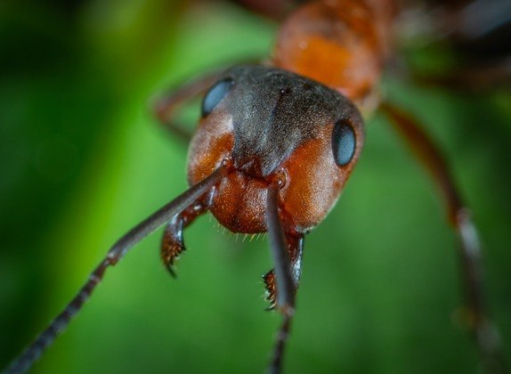 Mas as formigas proliferam com maior intensidade nas regiões tropicais.  Elas vivem no solo, no subsolo e nas árvores. 