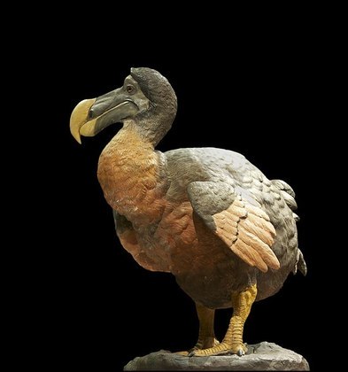 Mas uma avezinha superdócil, vista pela última vez por volta de 1662, também não está mais entre nós. Trata-se dos dodôs.