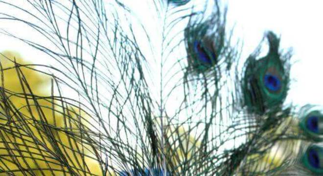 Máscara roxa na festa baile de máscaras