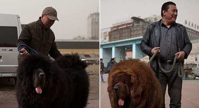 Mastim tibetano - Conheça o cachorro da alta classe