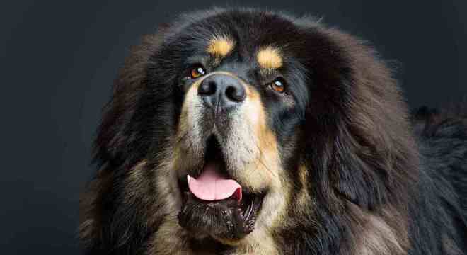 Mastim tibetano - Conheça o cachorro da alta classe