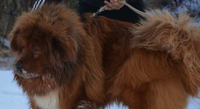 Mastim tibetano - Conheça o cachorro da alta classe