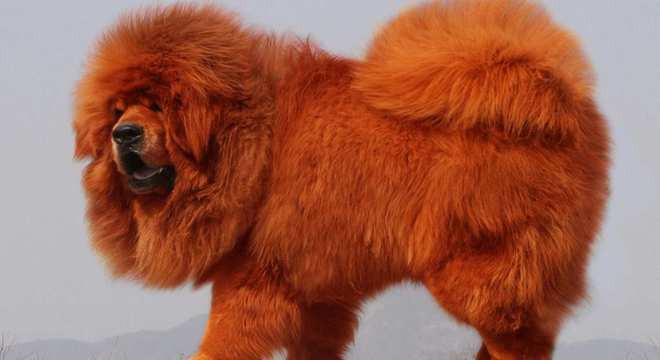 Mastim tibetano - Conheça o cachorro da alta classe