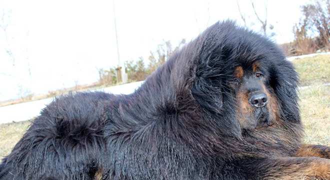 Mastim tibetano - Conheça o cachorro da alta classe