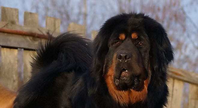 Mastim tibetano - Conheça o cachorro da alta classe