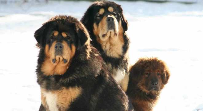 Mastim tibetano - Conheça o cachorro da alta classe