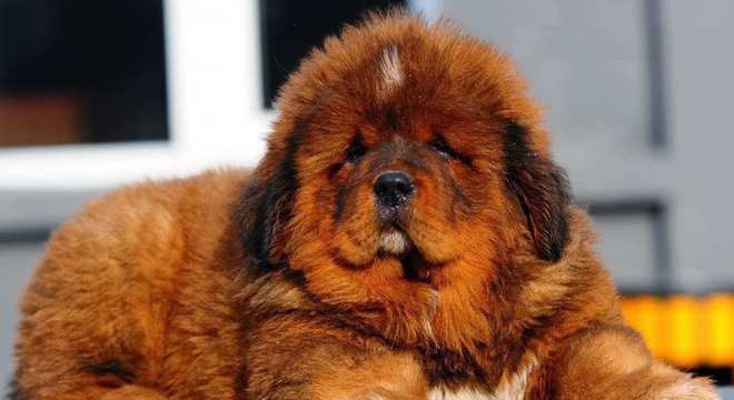 Mastim tibetano - Conheça o cachorro da alta classe