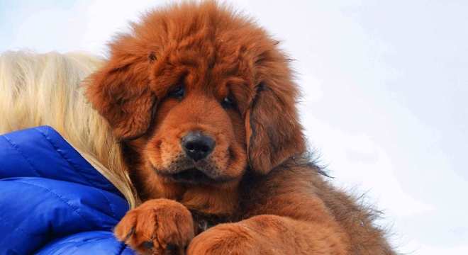 Mastim tibetano - Conheça o cachorro da alta classe