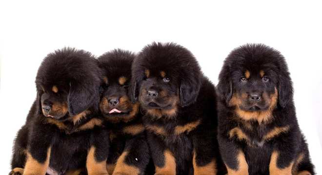 Mastim tibetano - Conheça o cachorro da alta classe