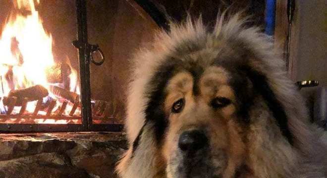 Mastim tibetano - Conheça o cachorro da alta classe