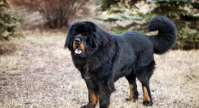 Mastim tibetano - Conheça o cachorro da alta classe