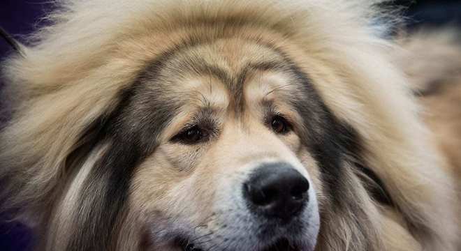 Mastim tibetano - Conheça o cachorro da alta classe