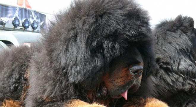 Mastim tibetano - Conheça o cachorro da alta classe