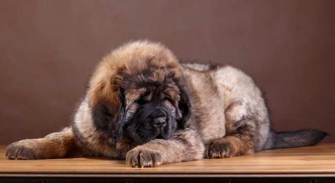 Mastim tibetano - Conheça o cachorro da alta classe