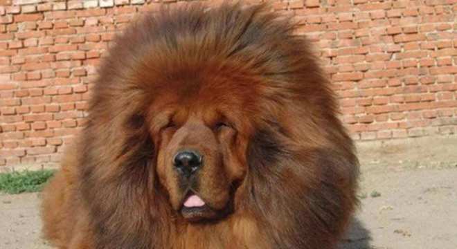 Mastim tibetano - Conheça o cachorro da alta classe