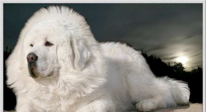 Mastim tibetano - Conheça o cachorro da alta classe