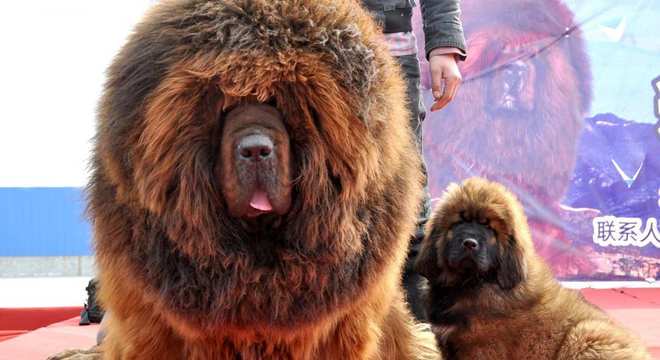 Mastim tibetano - Conheça o cachorro da alta classe