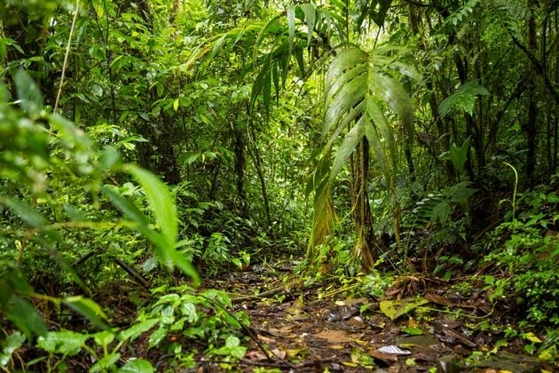 Mata atlânticaPara a professora de geografia, grande parte desse bioma já foi devastado para dar lugar à ocupação humana, por meio de cidades e cultivos agrícolas. 