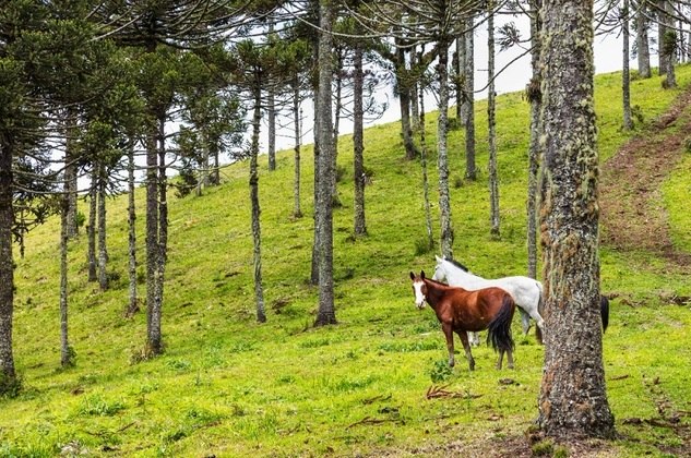 Mata de araucárias Um dos biomas mais devastados na história sobre a ocupação do Paraná. De acordo com Daniel Simões, professor de geografia do curso pré-vestibular da Oficina do Estudante de Campinas (SP), o bioma é estruturado sobre terrenos extremamente altos (planaltos). 