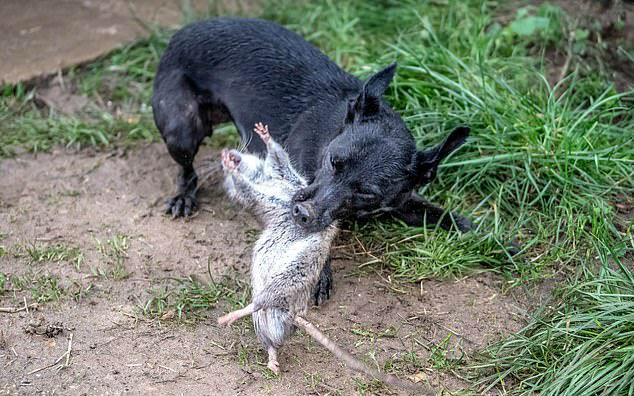 Trabalhadores encontraram uma ratazana gigante enquanto limpavam