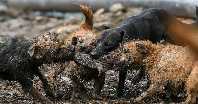 G1 - Grupo usa cães para caçar ratos gigantes na cidade de Nova York -  notícias em Planeta Bizarro