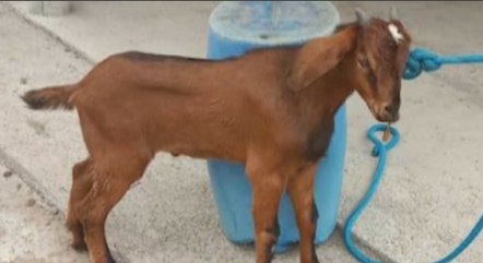 Animal foi cuidado por moradores