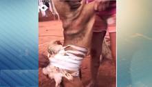 Casal é preso por torturar cão no interior de Minas Gerais 