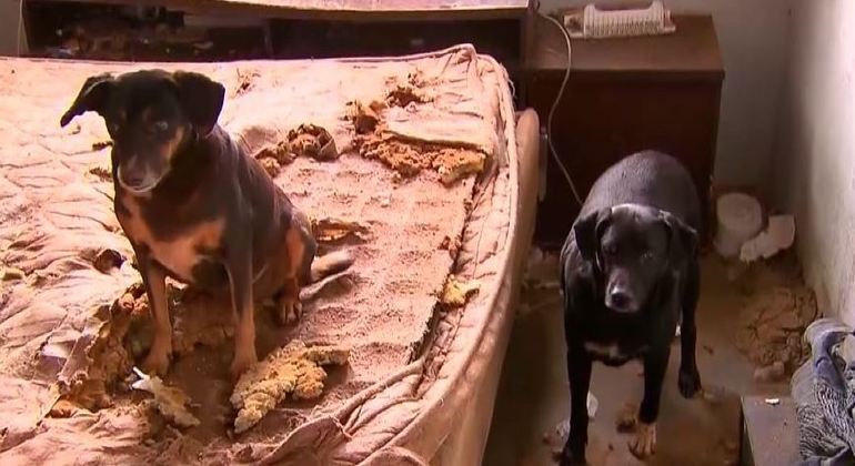 MP-PR denuncia idoso que mantinha sete cães sem água nem comida
