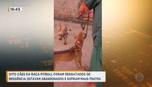 Oito cães da raça pitbull foram resgatados de residência 