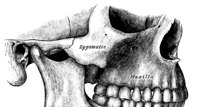 Maxila, o que é? Definição, estrutura e principais características